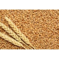 WHEAT 50KG RS 1450